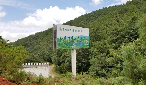 滇重樓種植前景 滇重樓種植前景